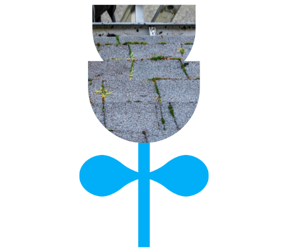 Moss growing on asphalt shingles near a roof edge.